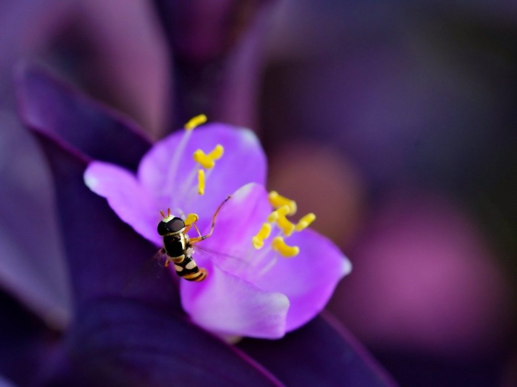 hoverfly, flower fly, flower background-8467372.jpg